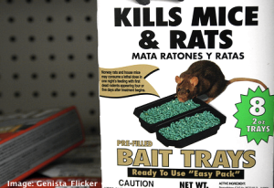Keeping Your Pets Safe when Using Rat and Mouse Bait