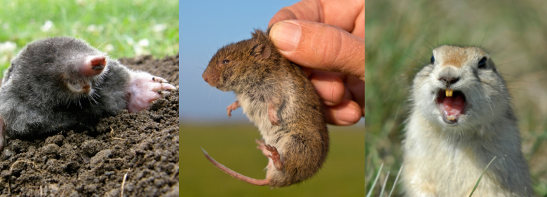 Gopher, Mole and Vole Control Strategies | Safe Rodent Control