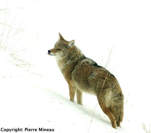 Coyote_Small_size