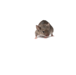 Rodenticides