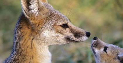 San Joaquin kit fox and young